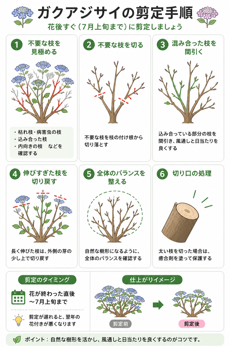 ガクアジサイの剪定方法【図解】
