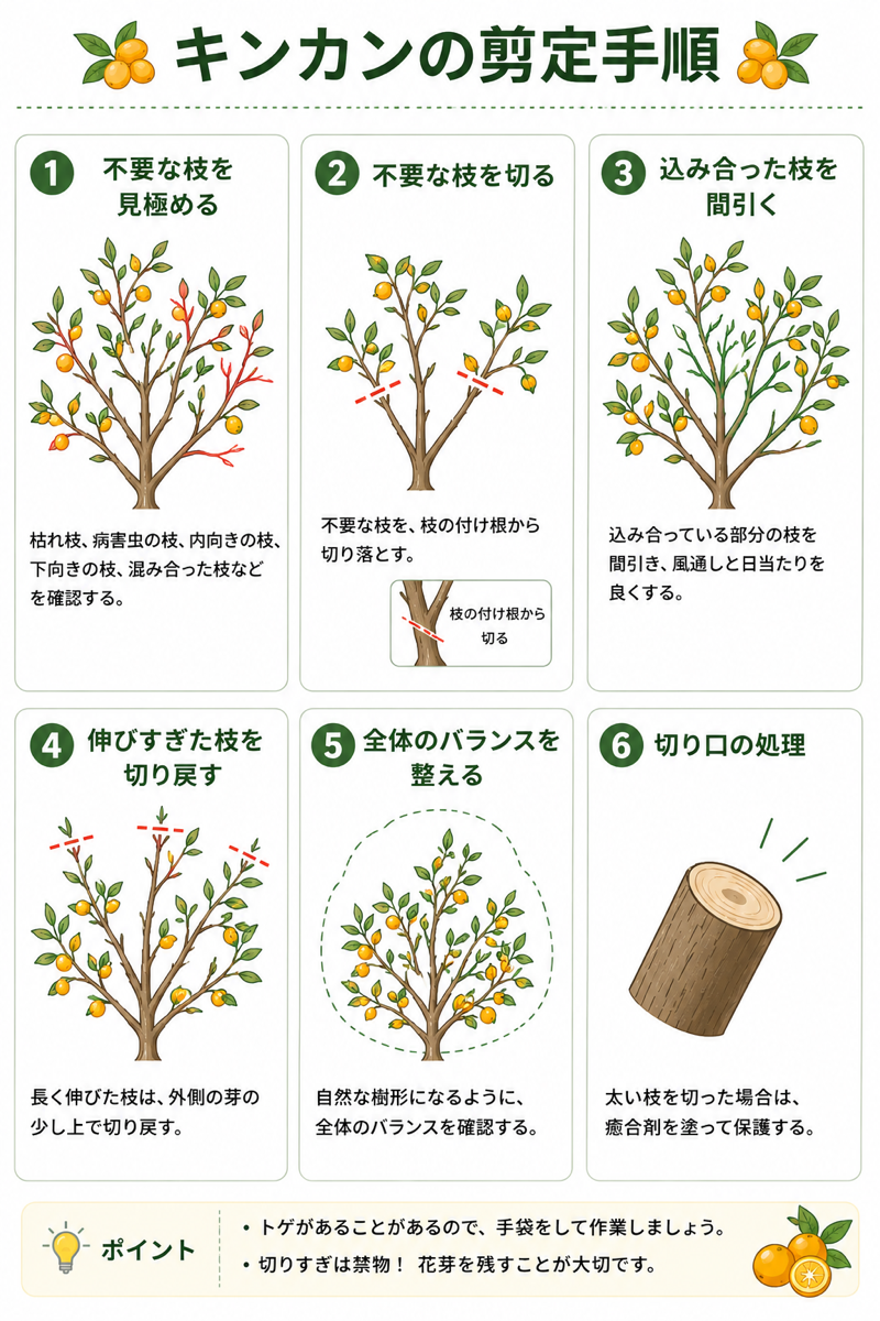 キンカンの剪定方法【図解】