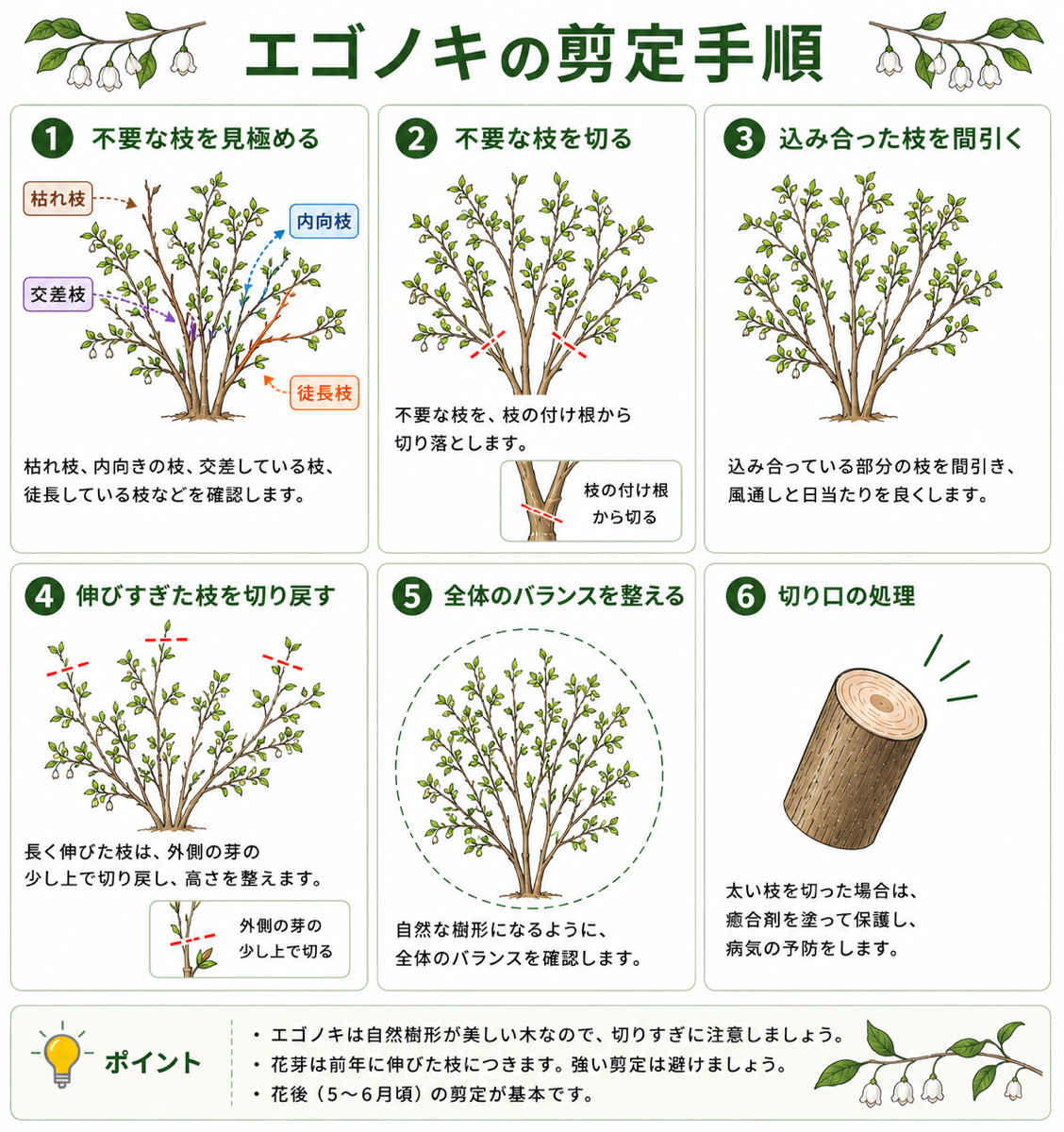 エゴノキの剪定方法【図解】