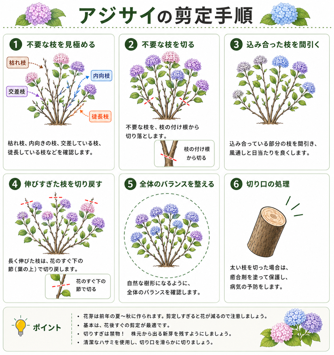 アジサイ(紫陽花)の剪定方法【図解】