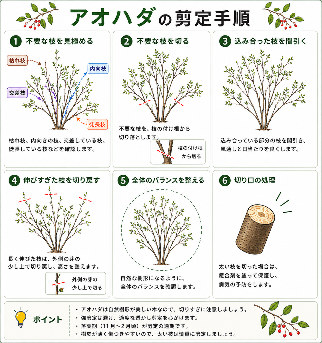 アオハダの剪定方法【図解】