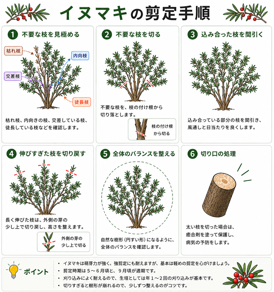 イヌマキの剪定の時期【図解】