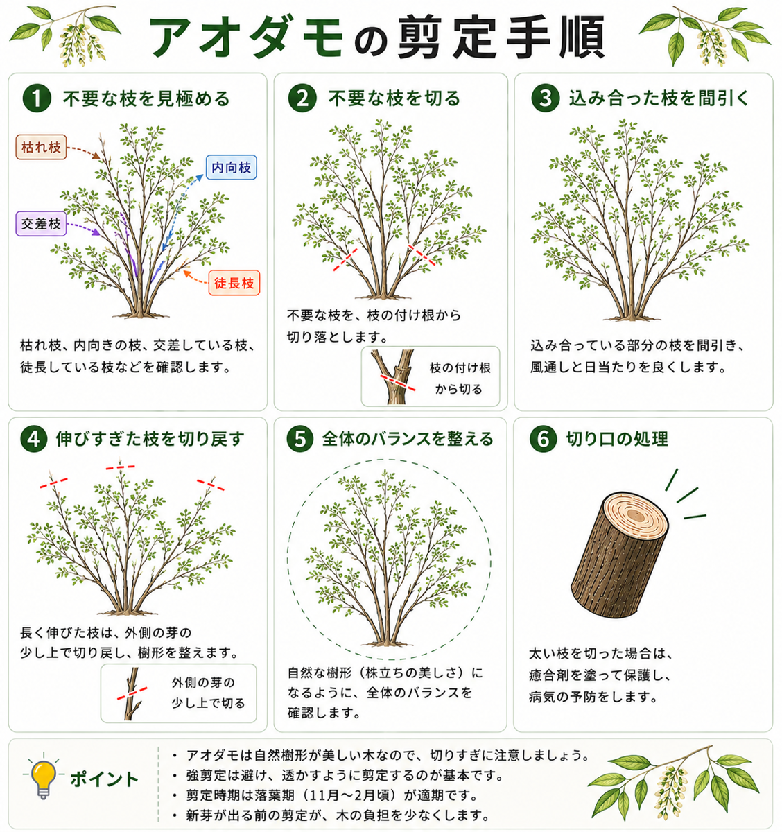アオダモの剪定方法【図解】