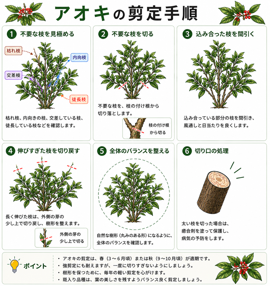 アオキの剪定方法【図解】