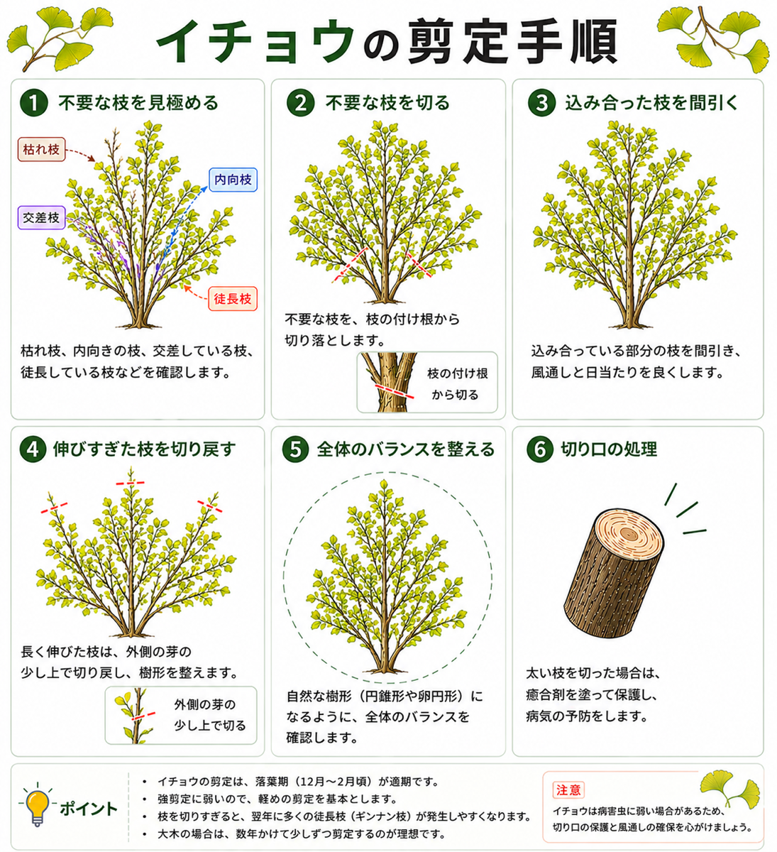 イチョウ(銀杏の木)の剪定方法【図解】