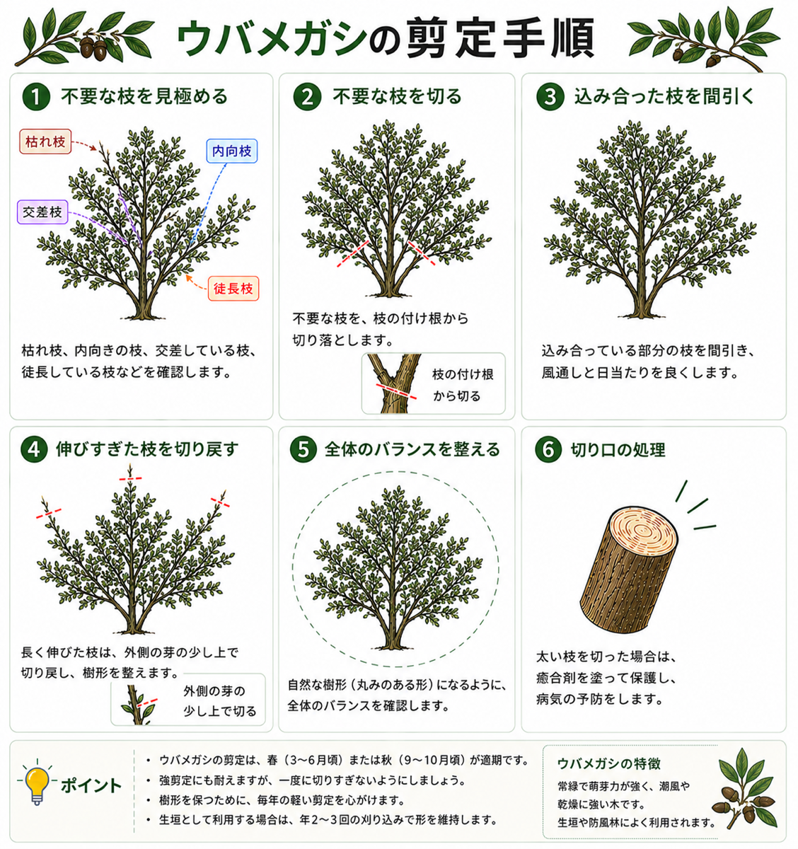 　ウバメガシ　剪定済　幅1.5m高さ3.5m 図解あり】ウバメガシの剪定時期や剪定方法をご紹介！