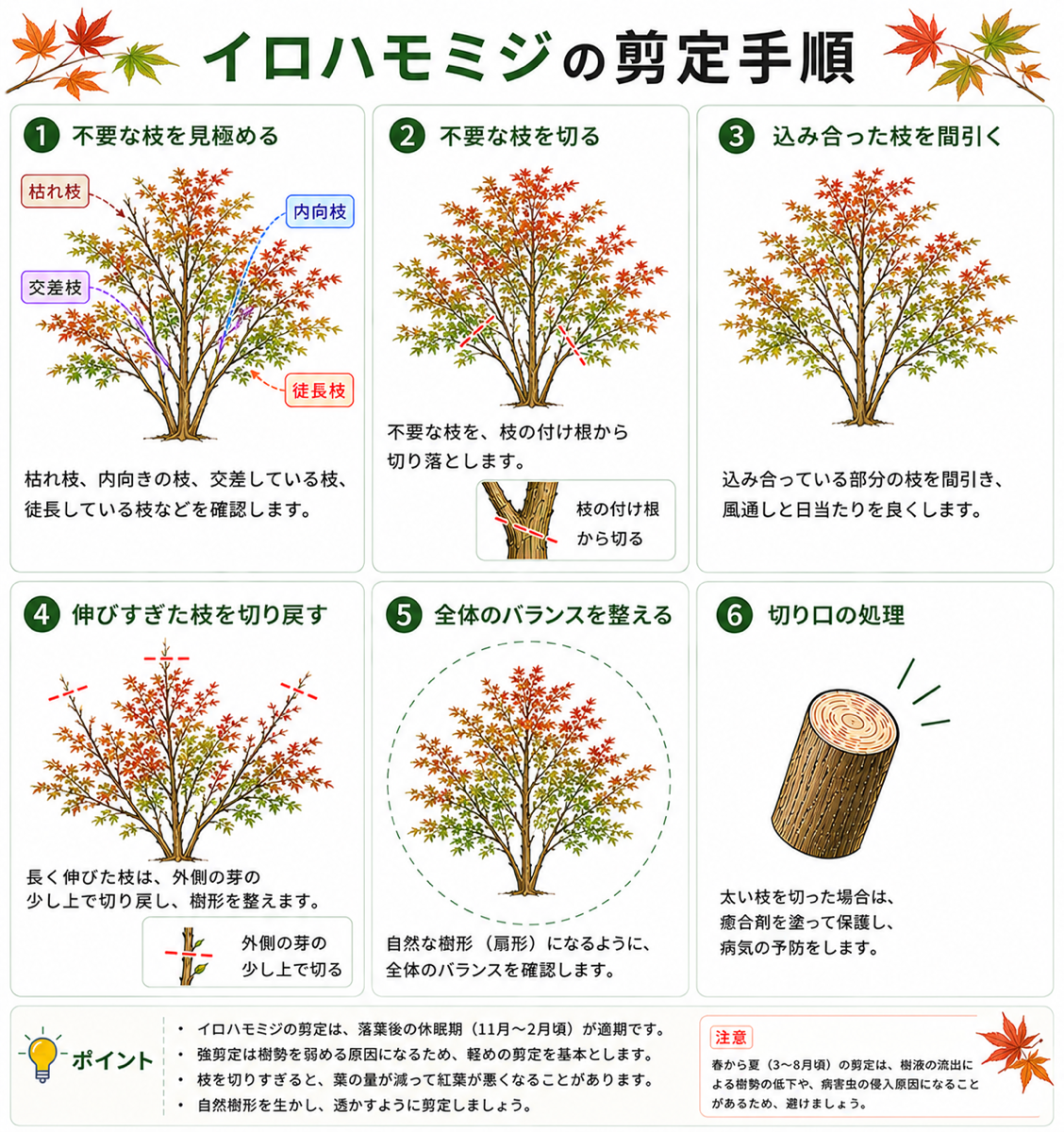 イロハモミジの剪定方法【図解】