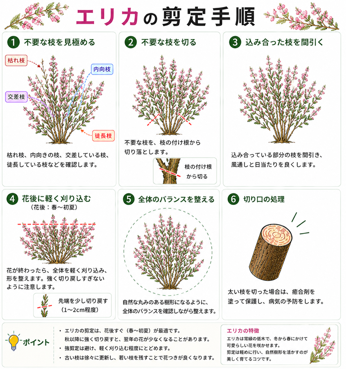 エリカの剪定方法【図解】