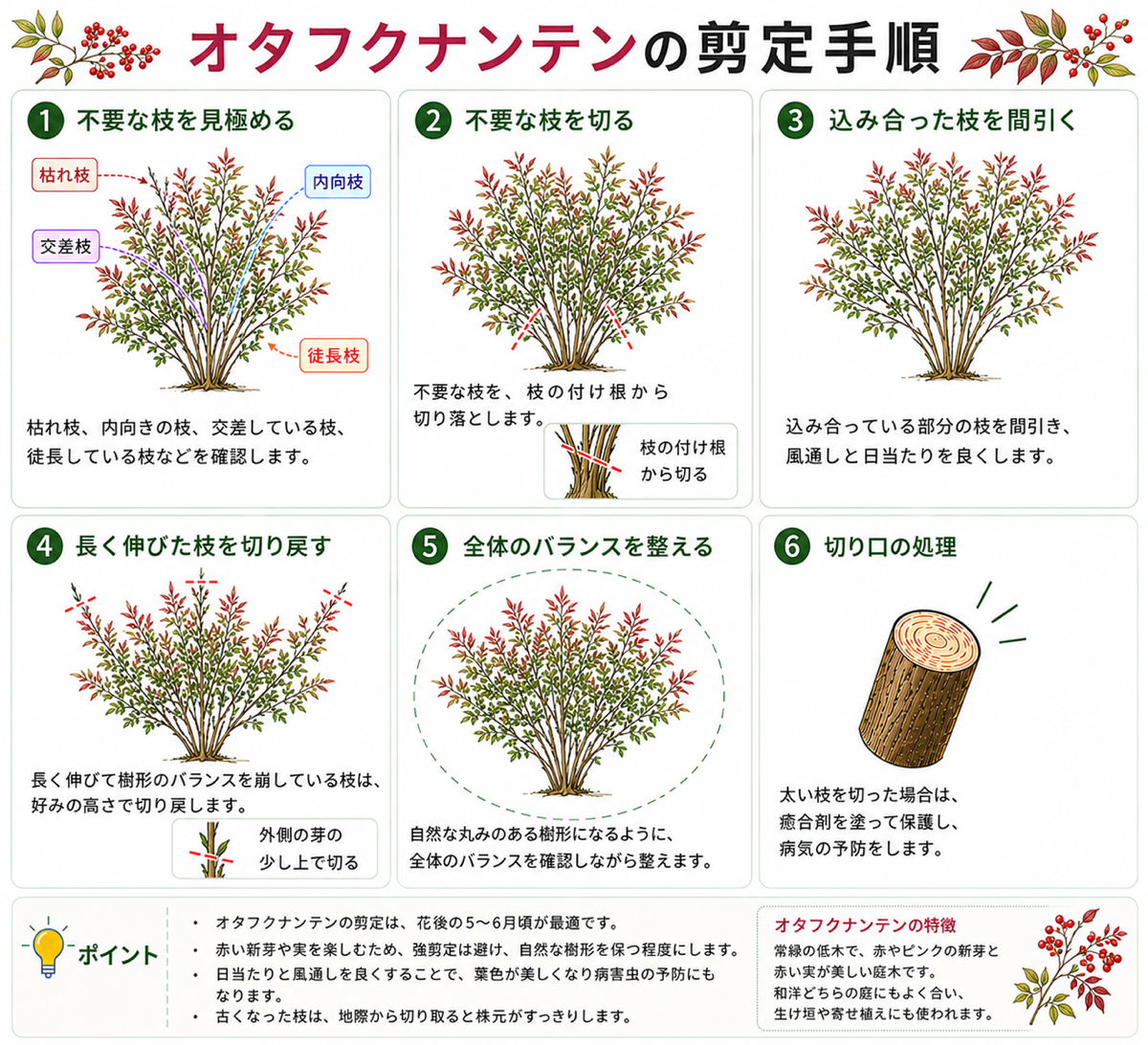 オタフクナンテンの剪定方法【図解】
