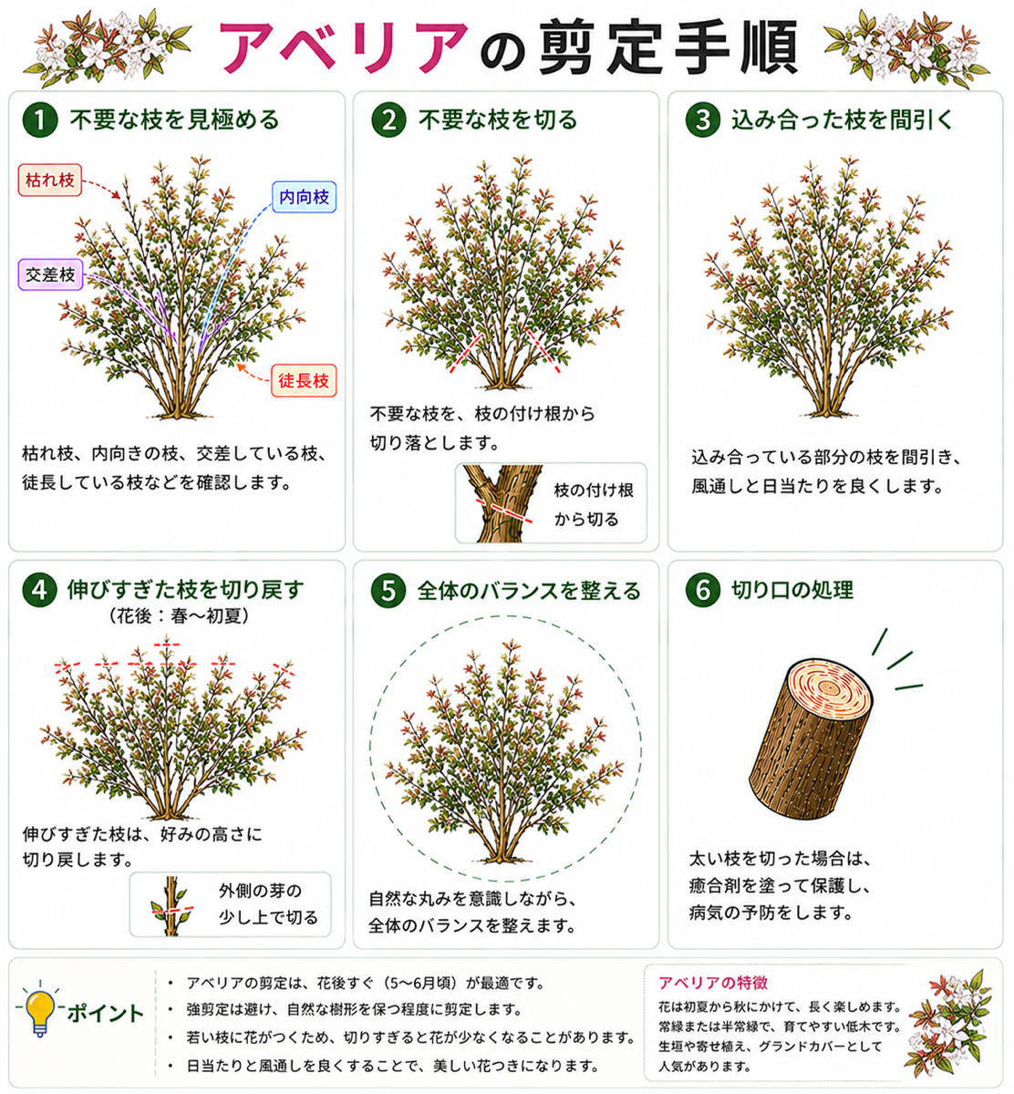 アベリアの剪定方法【図解】