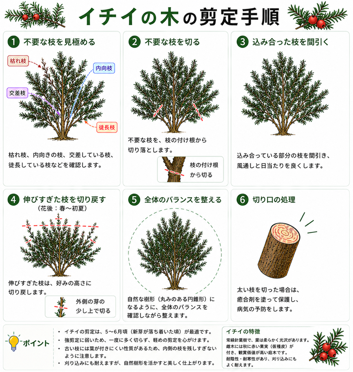 イチイの剪定方法【図解】