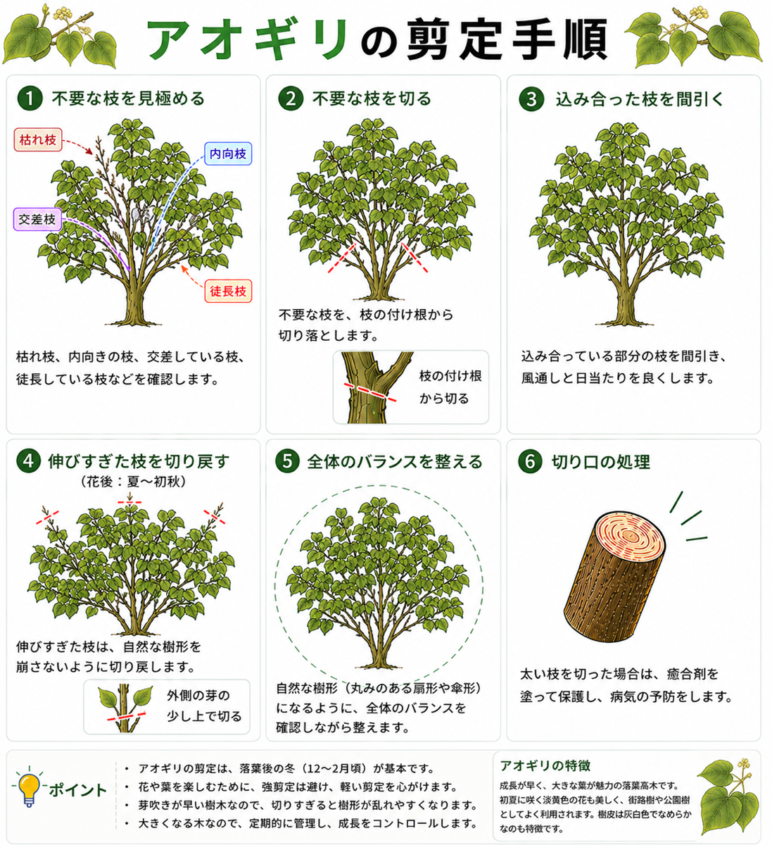 アオギリの剪定方法【図解】