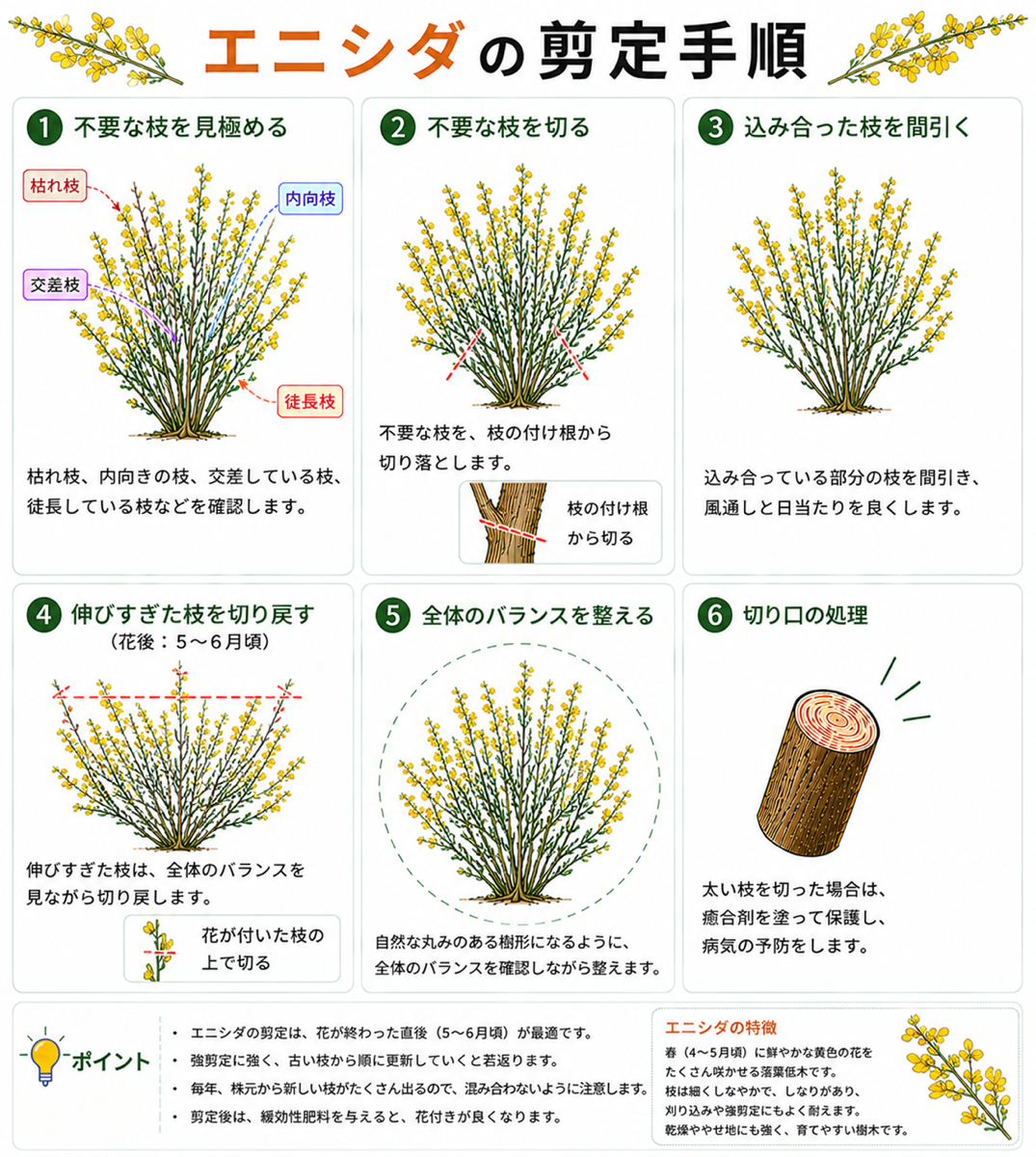 エニシダの剪定方法【図解】