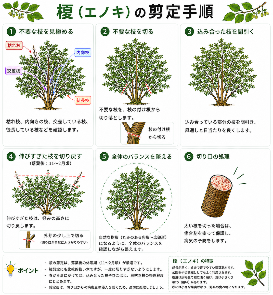 エノキの木の剪定方法【図解】