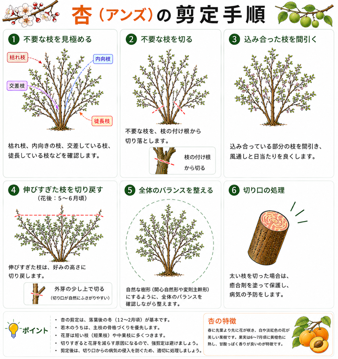 杏の木の剪定方法【図解】