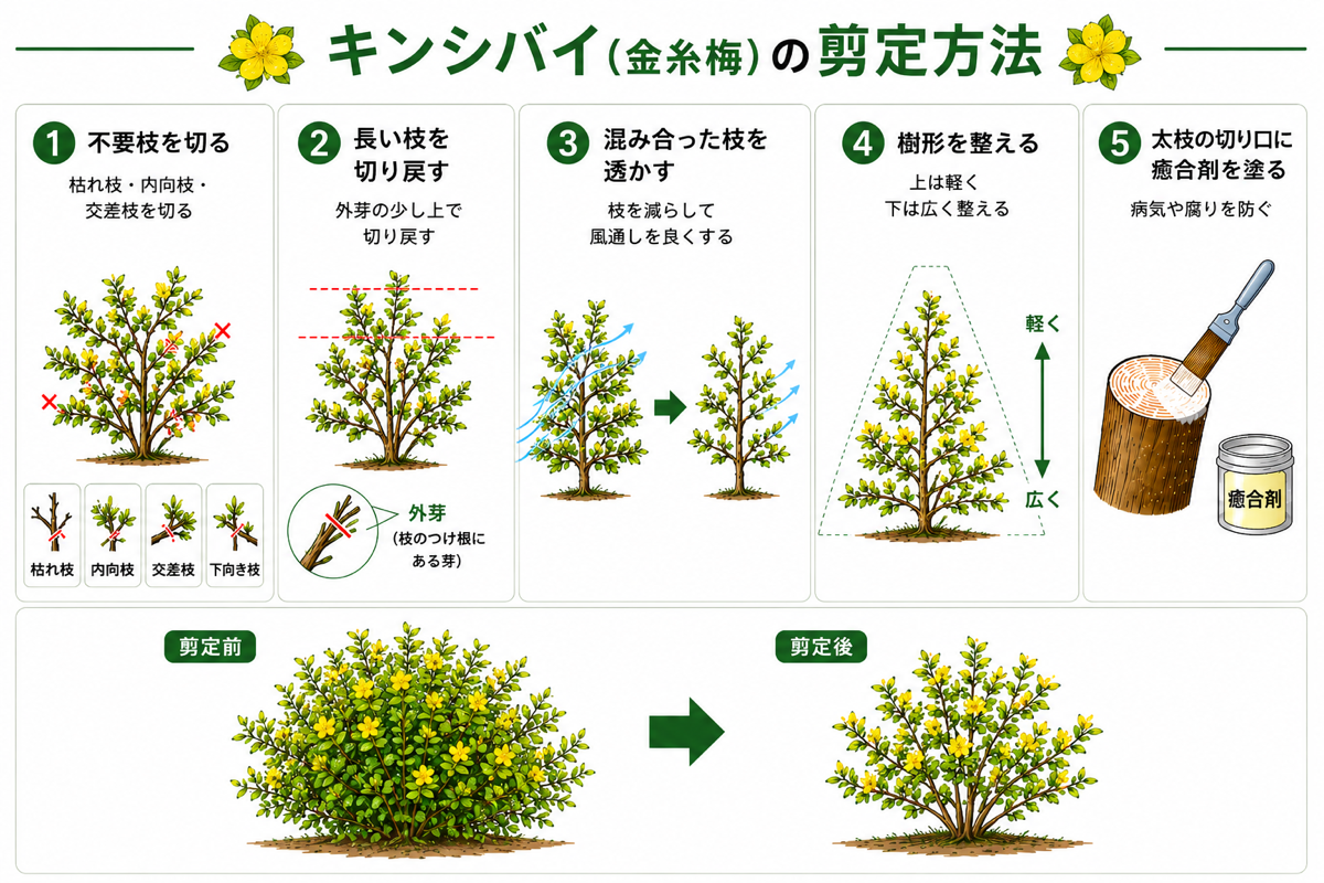 キンシバイの剪定方法【図解】