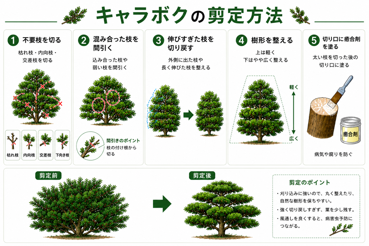 キャラボクの剪定方法【図解】