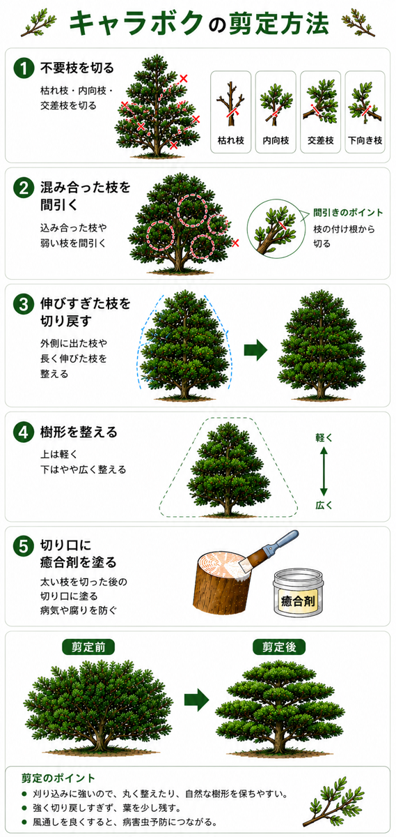 キャラボクの剪定方法【図解】 キャラボクの剪定方法【図解】