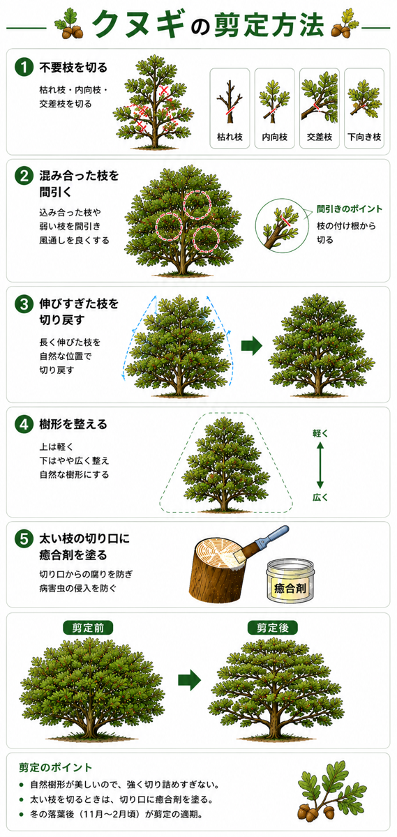 クヌギの剪定方法【図解】 クヌギの剪定方法【図解】