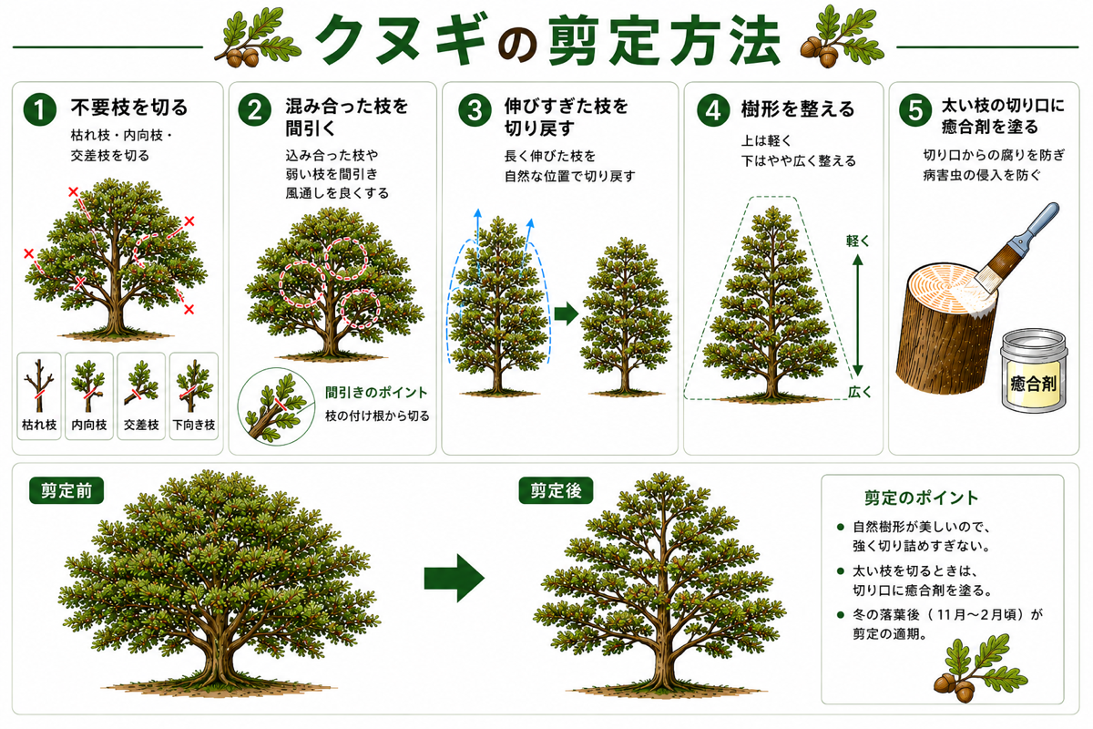 クヌギの剪定方法【図解】