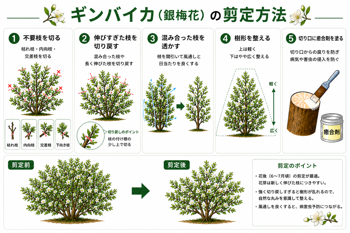 ギンバイカの剪定方法【図解】