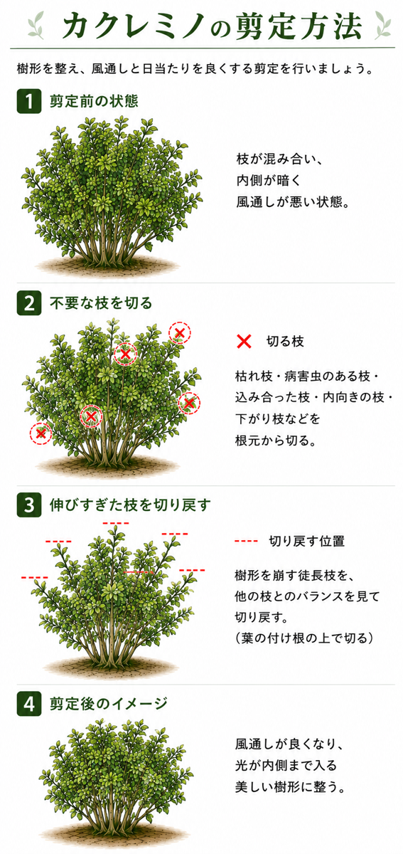 図解あり】カクレミノの剪定時期や剪定方法をご紹介！
