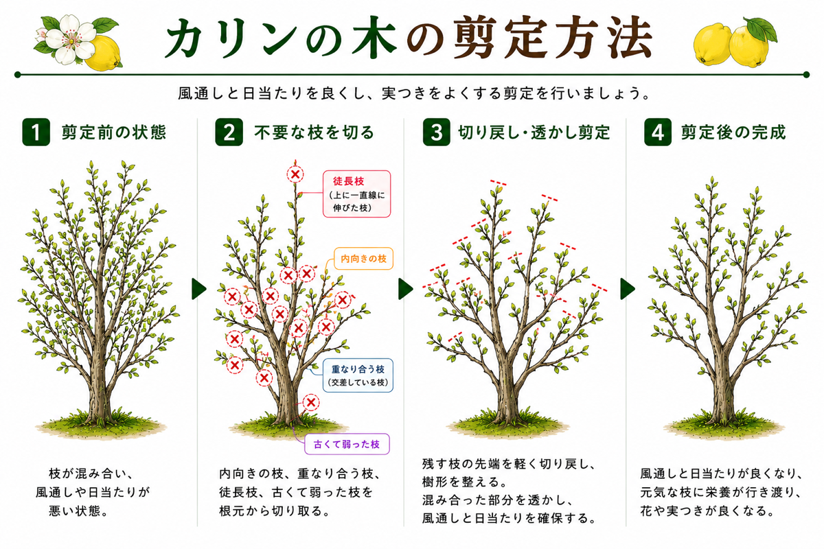 【図解あり】カリンの木の剪定方法