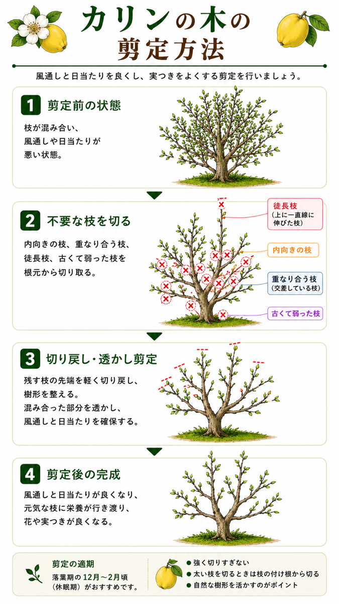 【図解あり】カリンの木の剪定方法 【図解あり】カリンの木の剪定方法