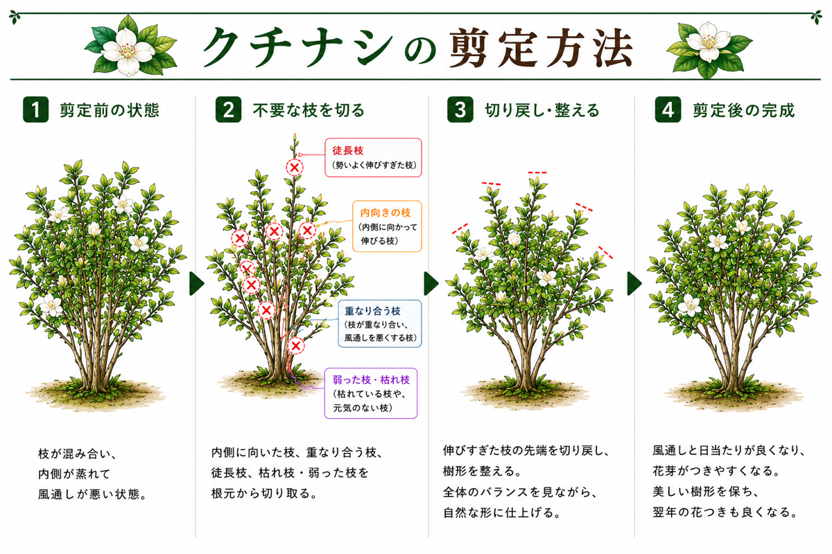 【図解あり】クチナシの剪定方法