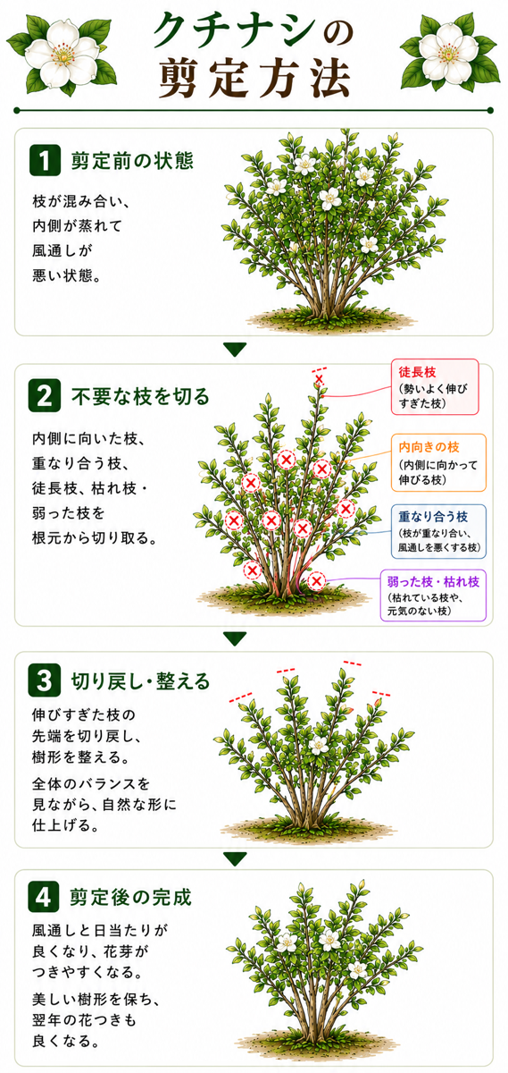 【図解あり】クチナシの剪定方法 【図解あり】クチナシの剪定方法