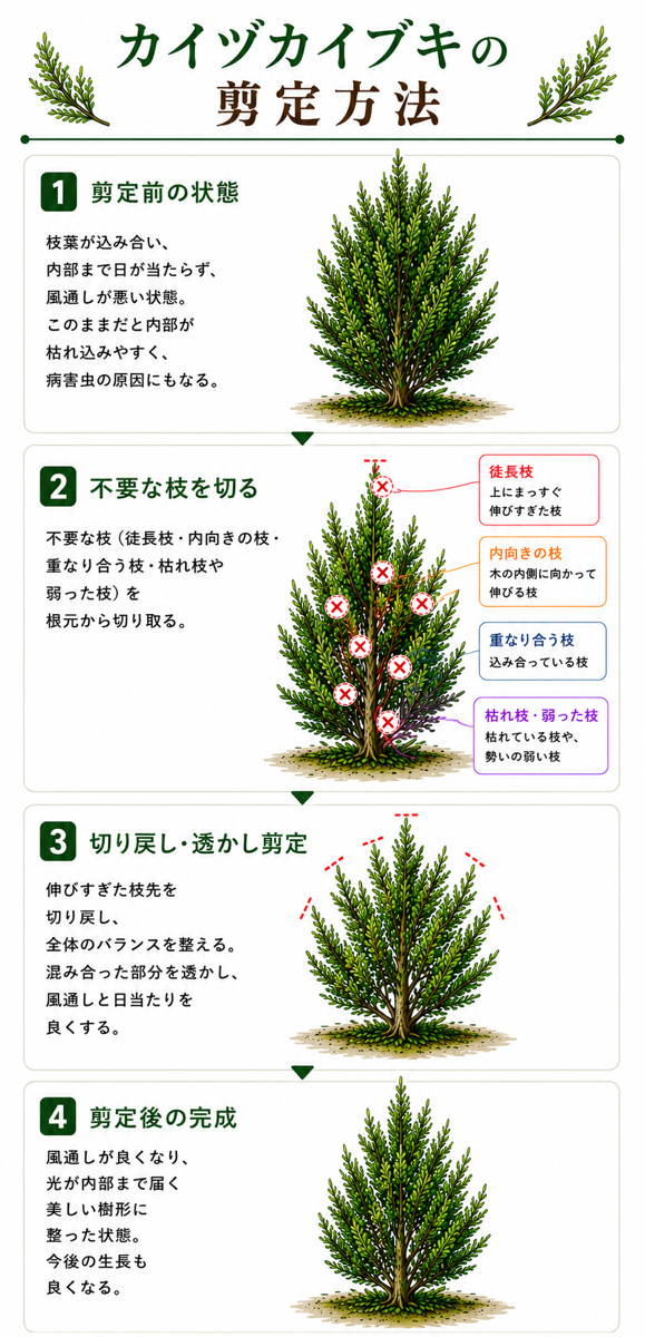 【図解あり】カイヅカイブキの剪定方法 【図解あり】カイヅカイブキの剪定方法