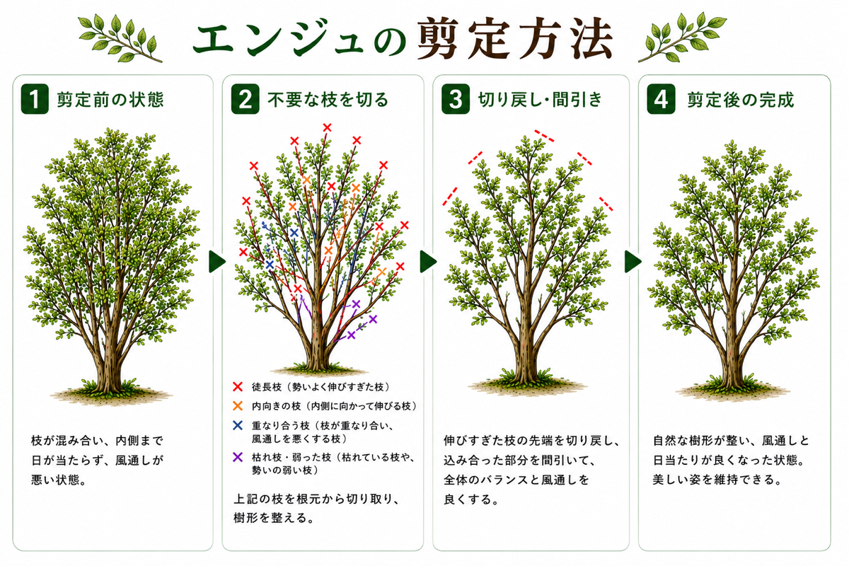 【図解あり】エンジュの剪定方法