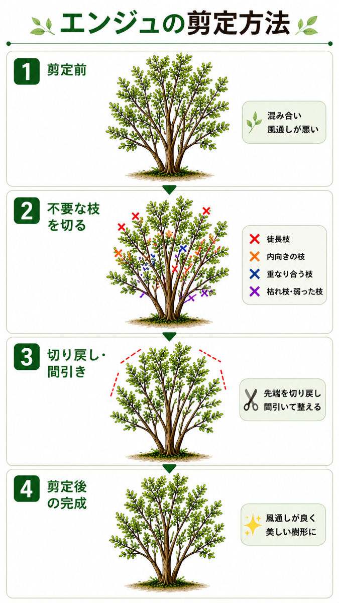 【図解あり】エンジュの剪定方法 【図解あり】エンジュの剪定方法