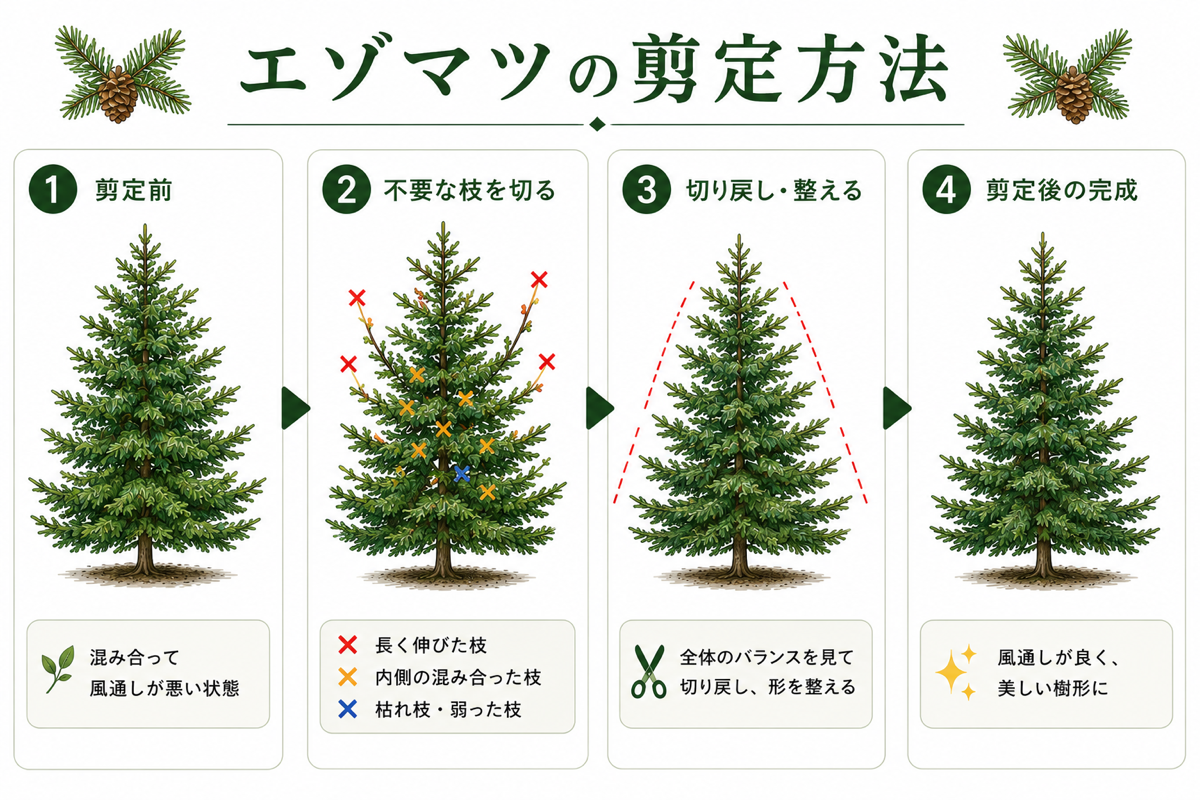 【図解あり】エゾマツの剪定方法