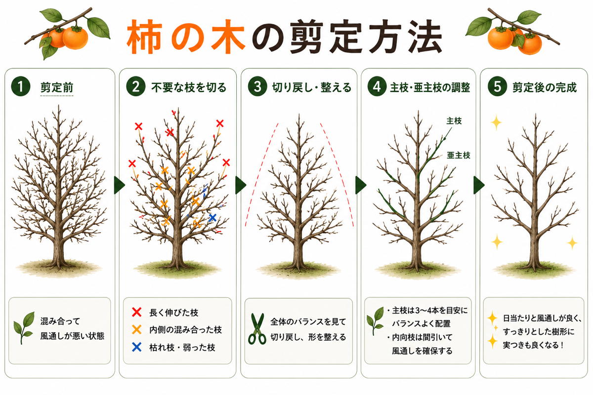 【図解あり】柿(カキ)の木の剪定方法