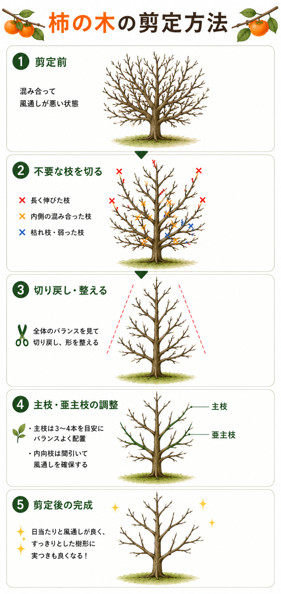 【図解あり】柿(カキ)の木の剪定方法 【図解あり】柿(カキ)の木の剪定方法
