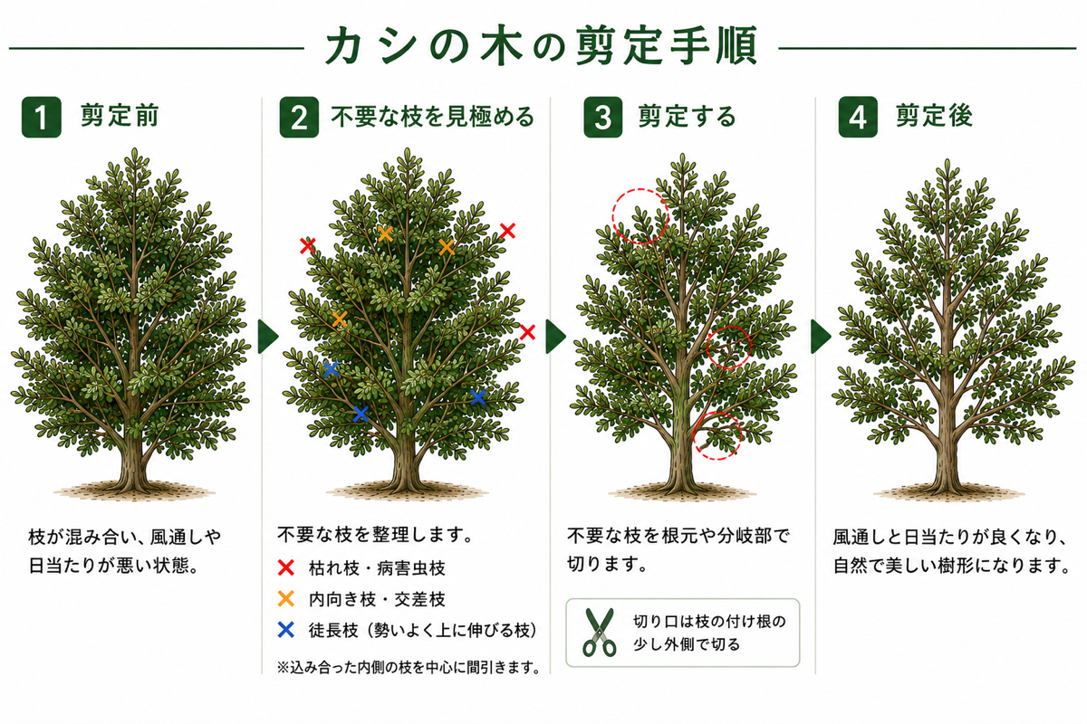 【図解あり】カシの木(樫)の剪定方法