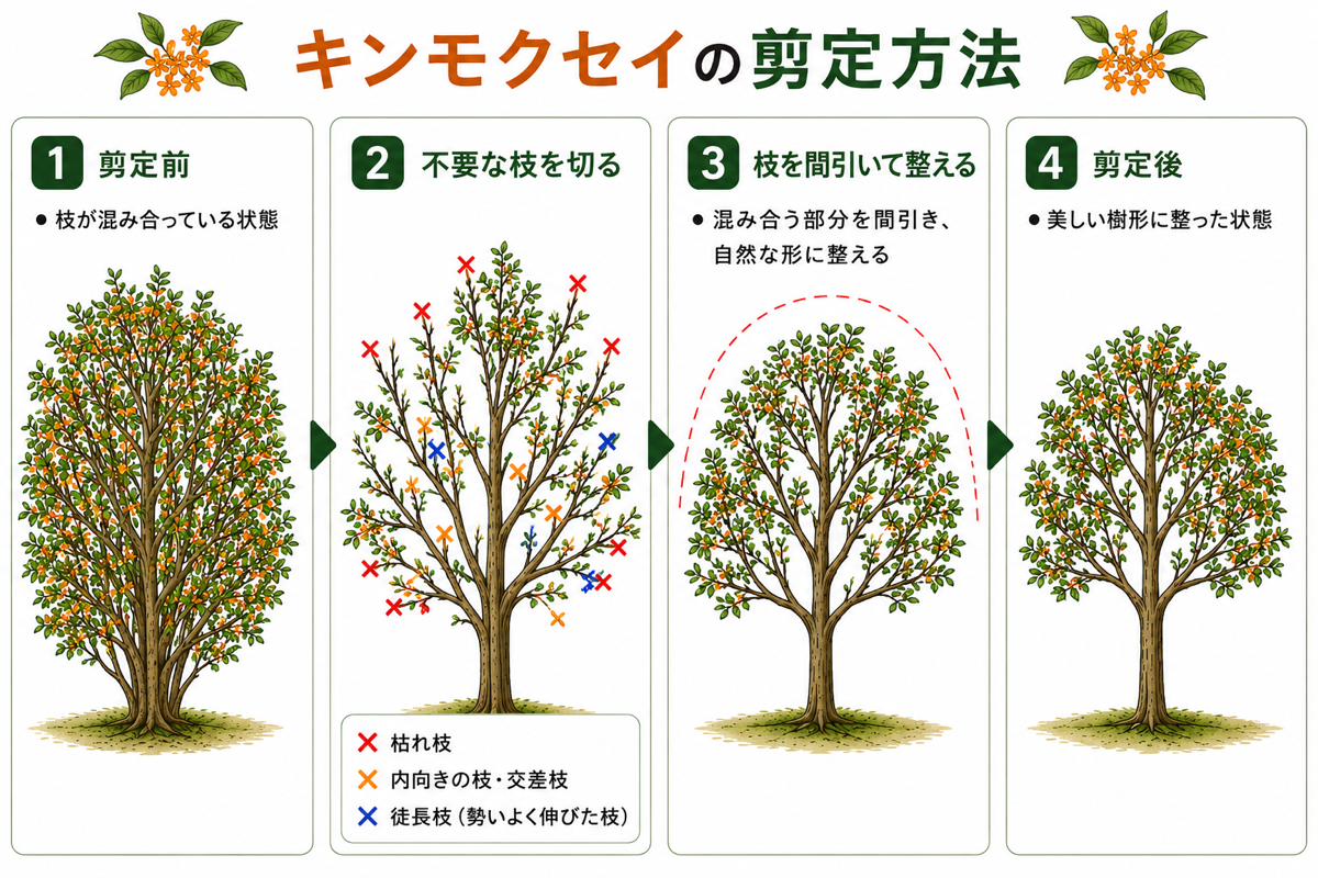 【図解あり】キンモクセイ(金木犀)の剪定方法