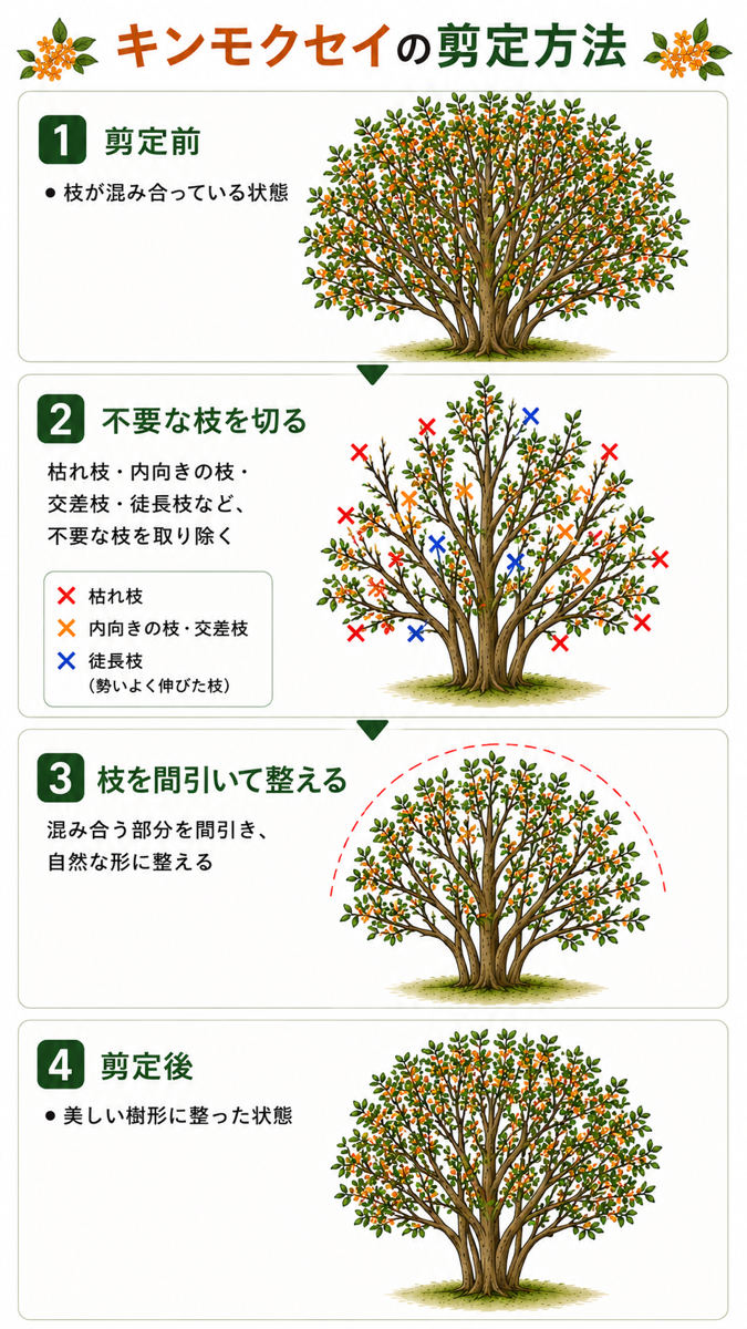 【図解あり】キンモクセイ(金木犀)の剪定方法 【図解あり】キンモクセイ(金木犀)の剪定方法