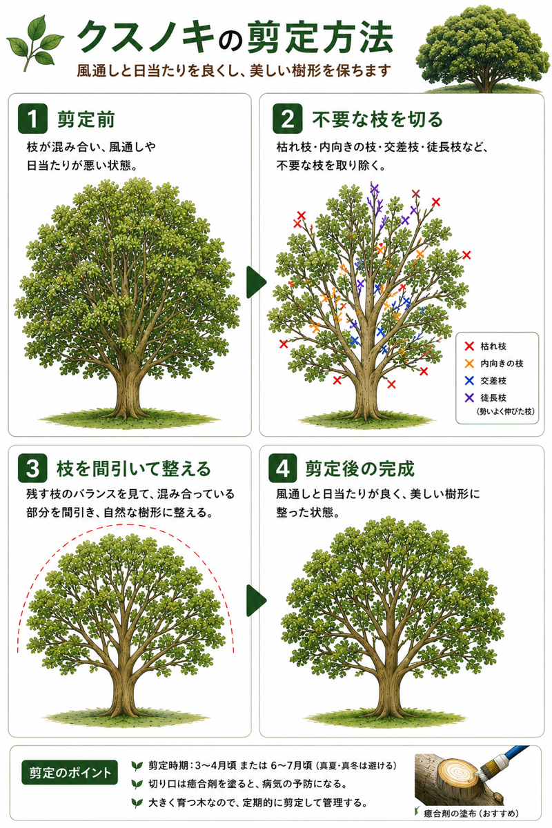 【図解あり】クスノキ(楠)の剪定方法 【図解あり】クスノキ(楠)の剪定方法