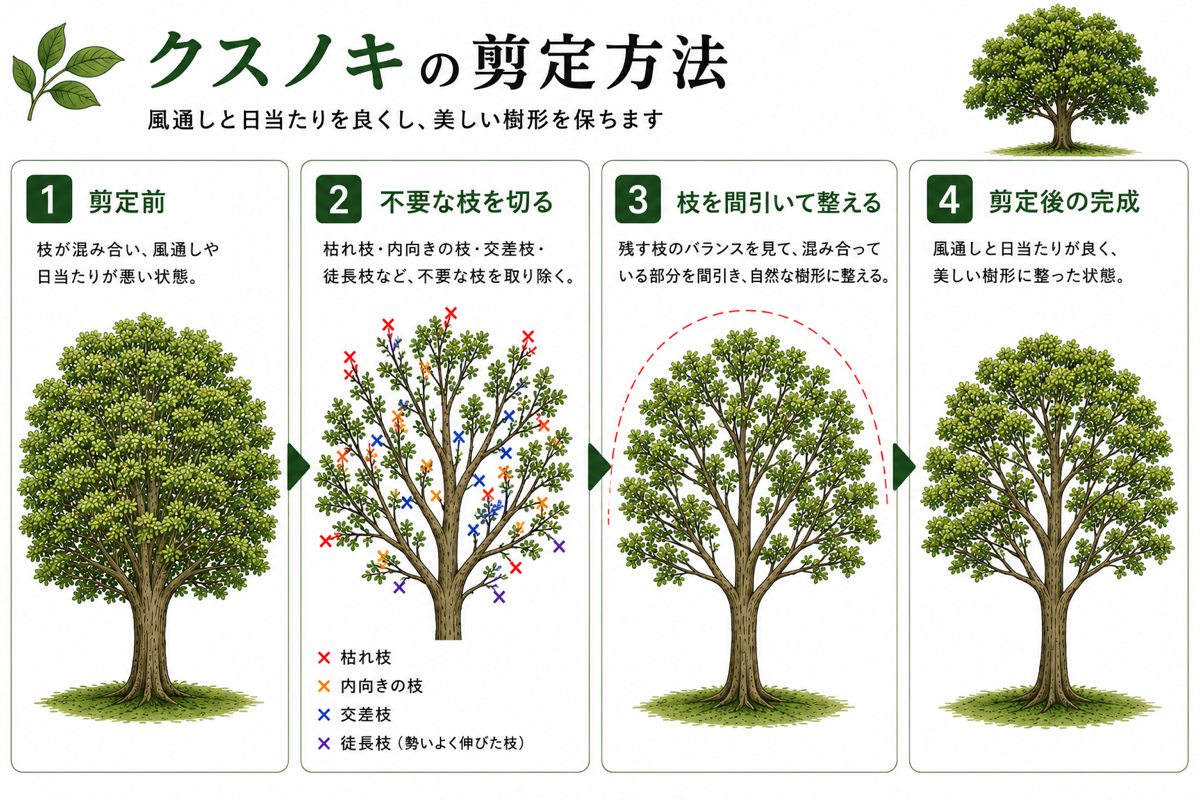 【図解あり】クスノキ(楠)の剪定方法