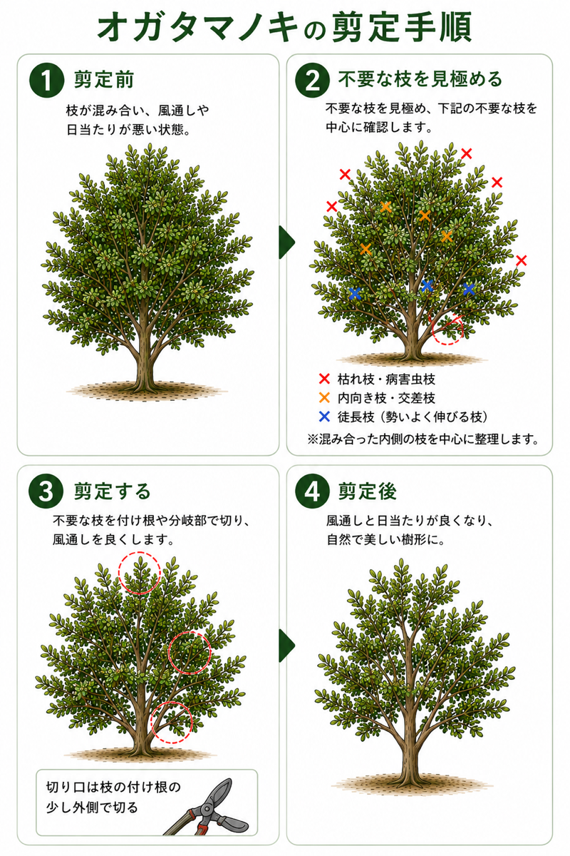 【図解あり】オガタマノキの剪定方法