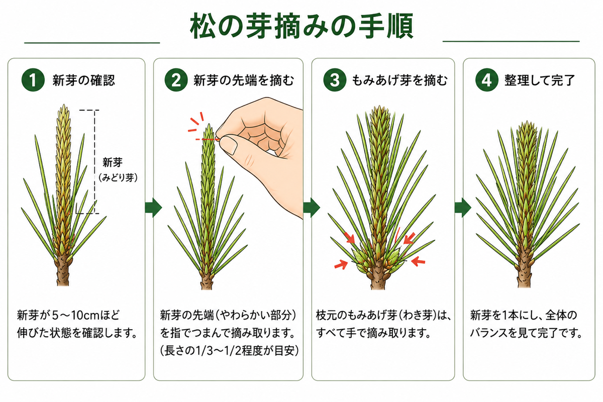 松の芽摘みの正しいやり方
