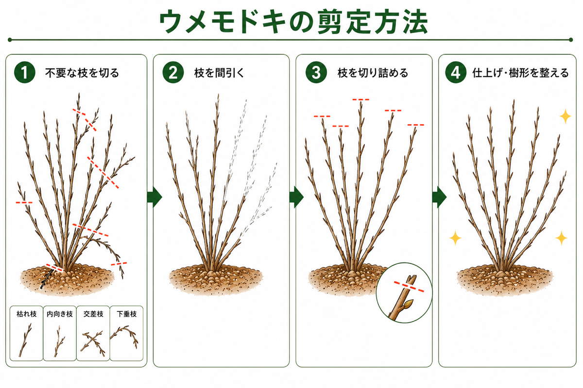 【図解あり】ウメモドキの剪定方法