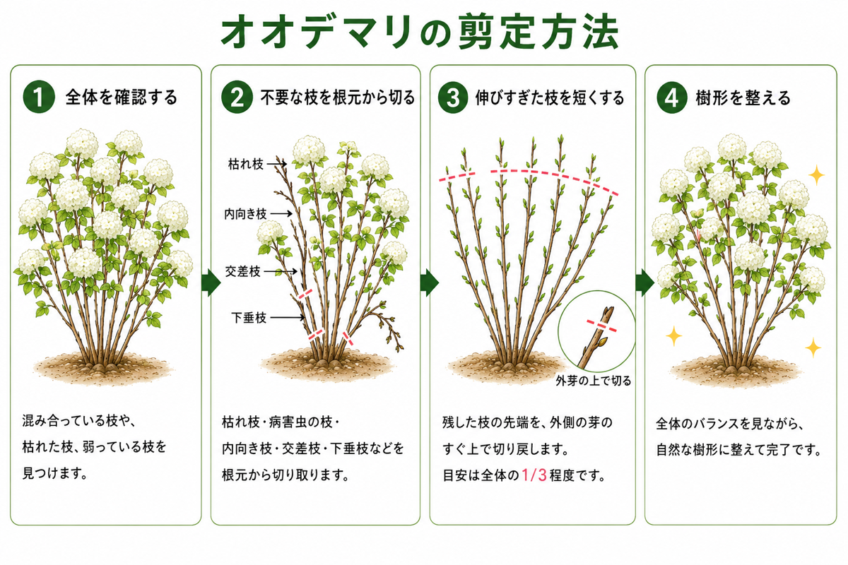 【図解あり】オオデマリの剪定方法