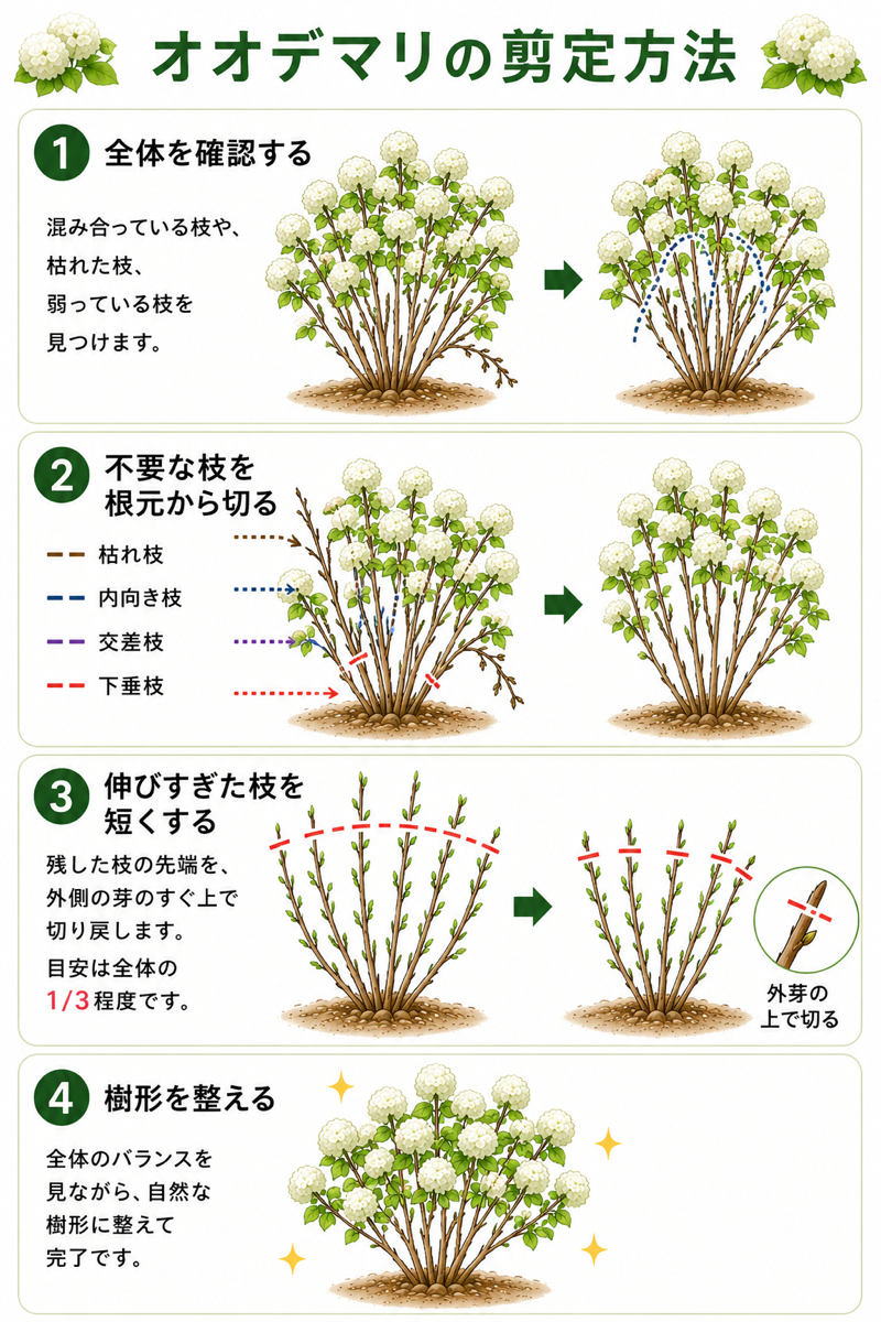 【図解あり】オオデマリの剪定方法 【図解あり】オオデマリの剪定方法