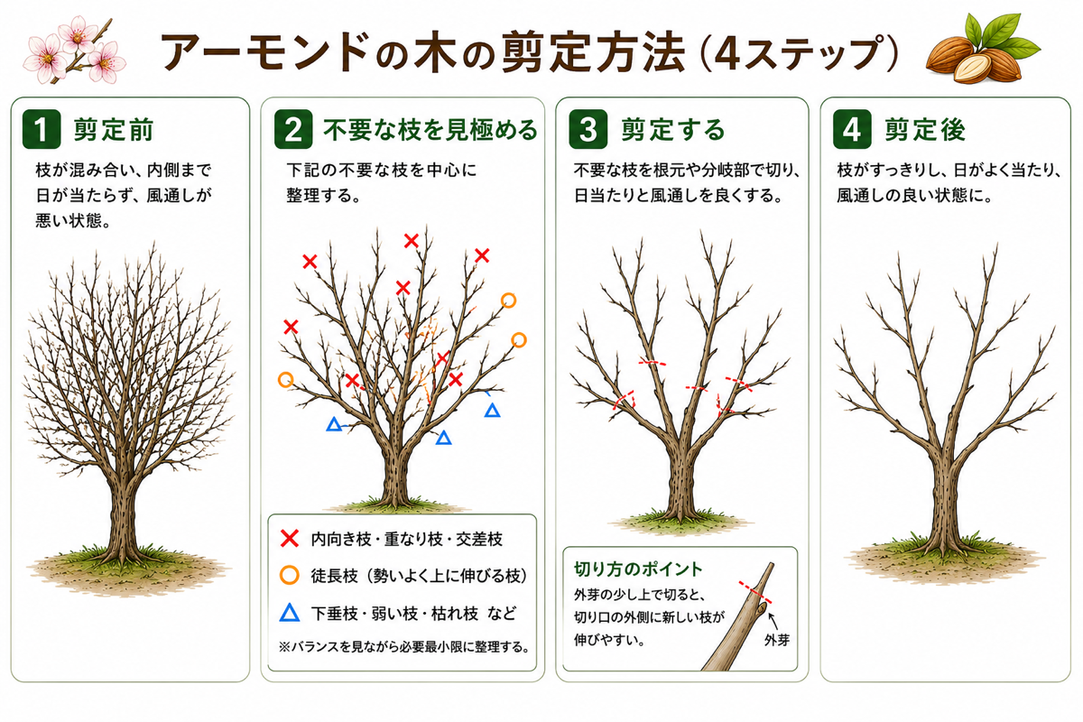 【図解あり】アーモンドの木の剪定方法