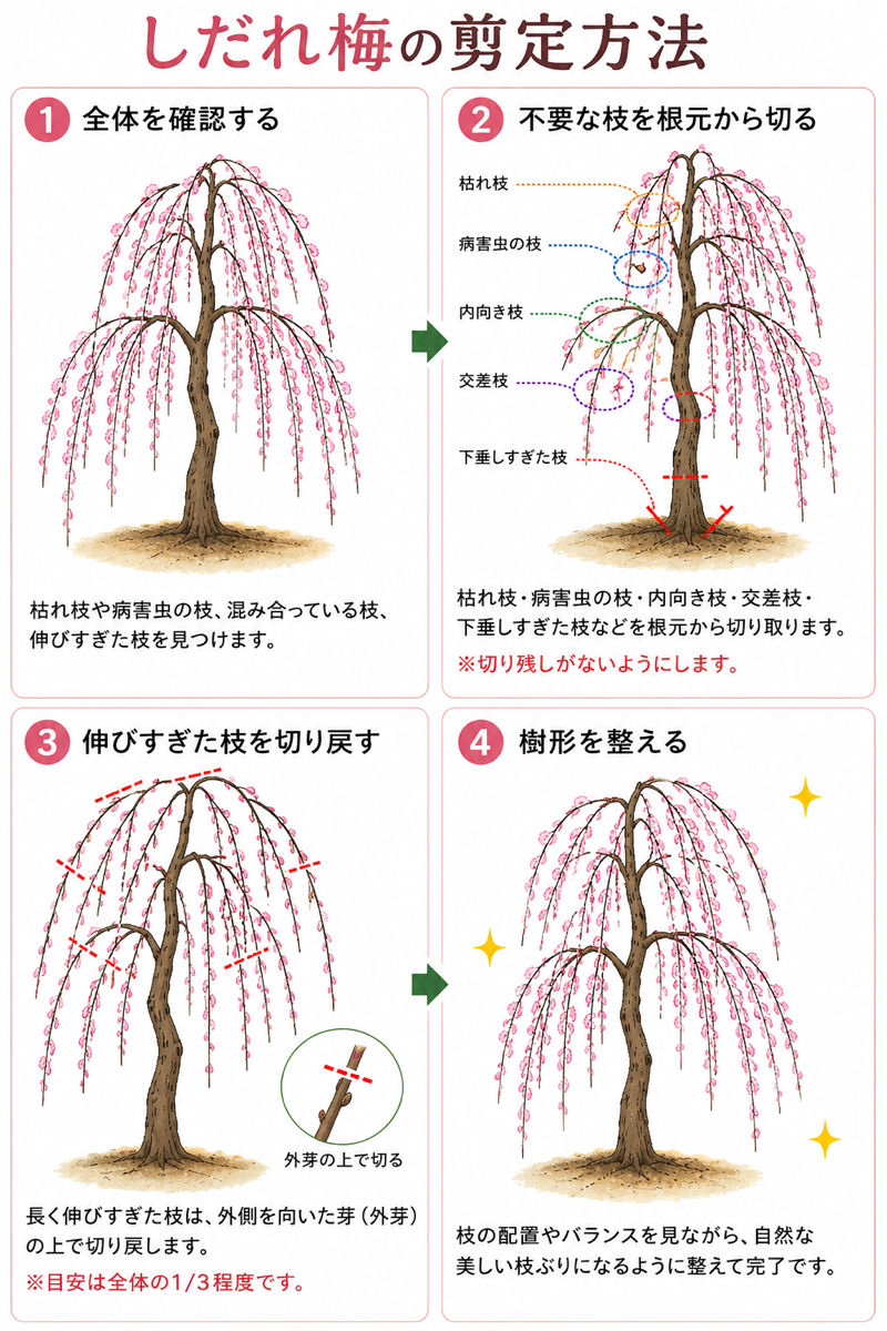【図解あり】しだれ梅の剪定方法