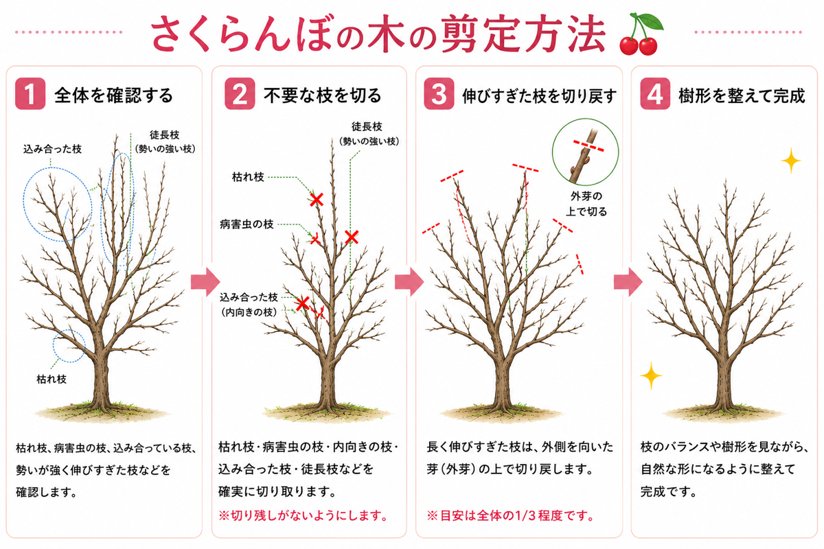 【図解あり】さくらんぼの剪定方法