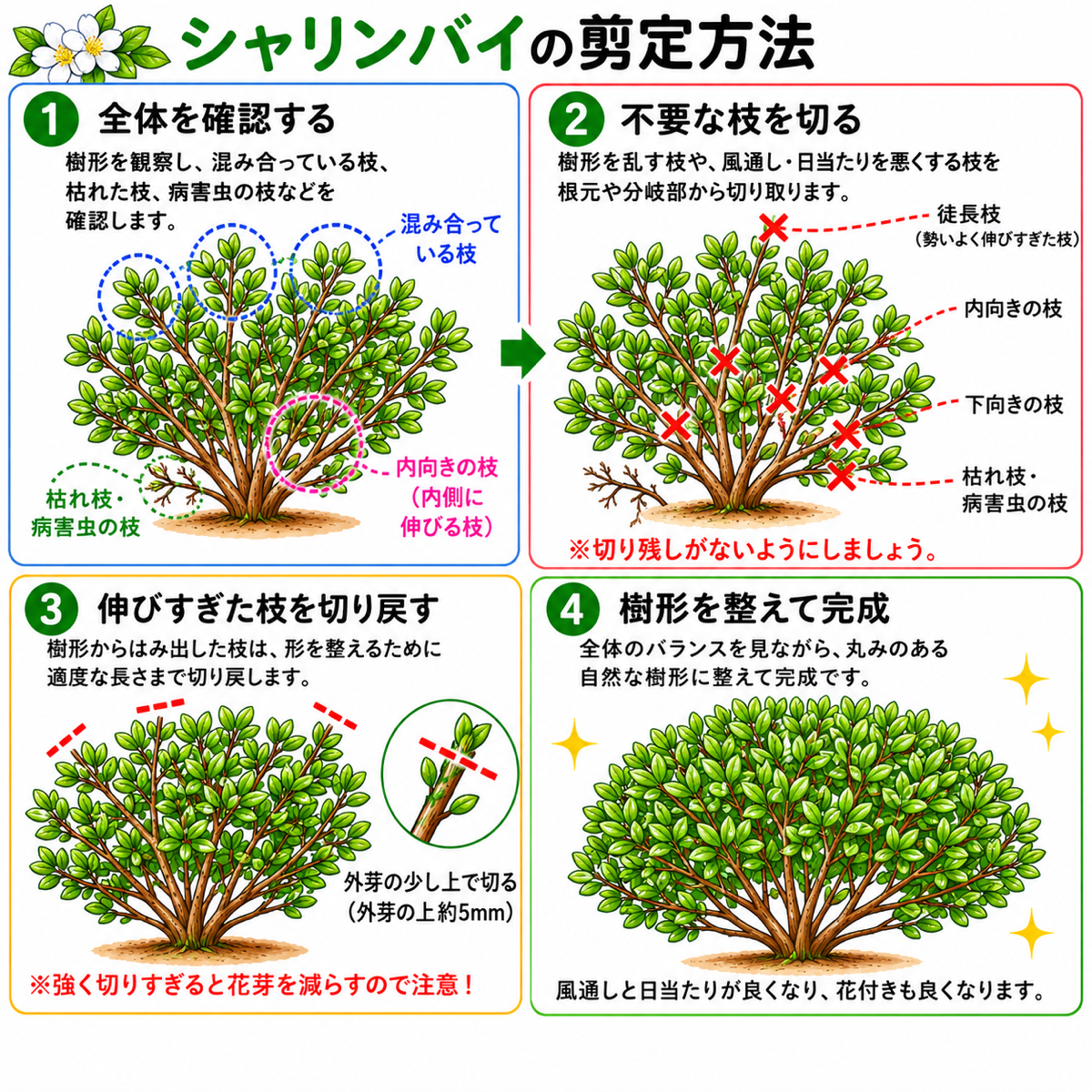 【図解あり】シャリンバイの剪定方法